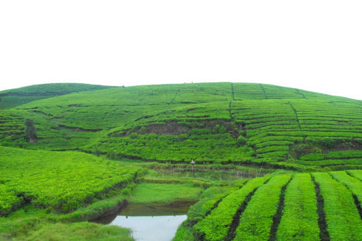 Keindahan Kebun Teh Kayu Aro di Gunung Kerinci