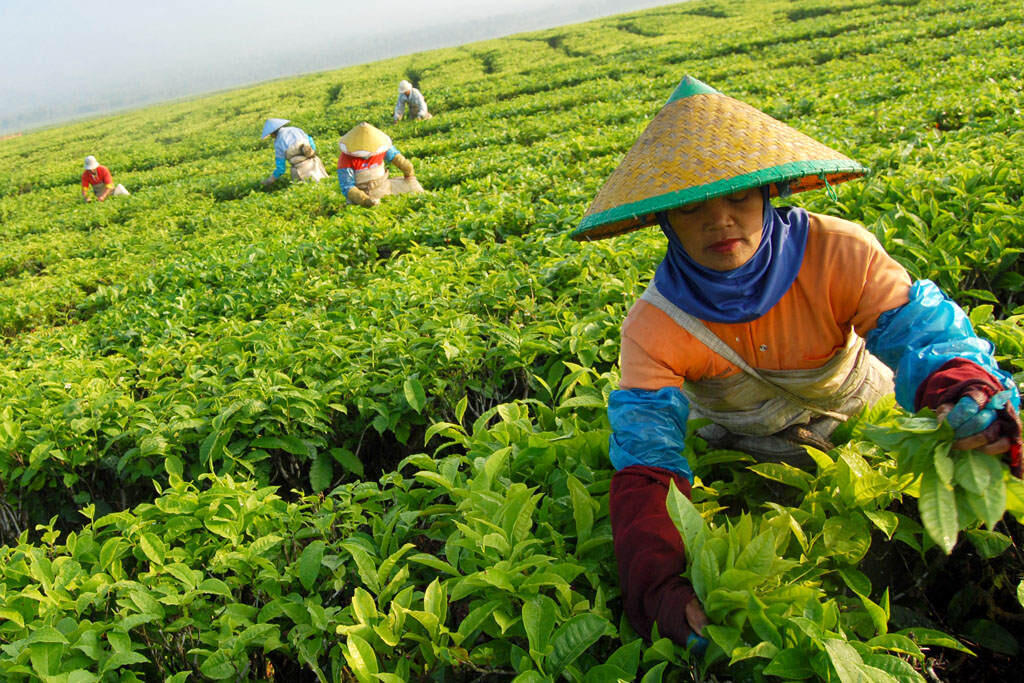 Keindahan Kebun Teh Kayu Aro di Gunung Kerinci