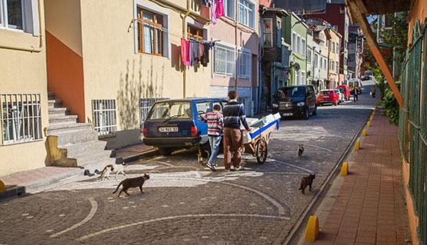 Nikmatnya Kehidupan Kucing Liar di Kota Istanbul