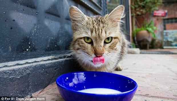 Nikmatnya Kehidupan Kucing Liar di Kota Istanbul