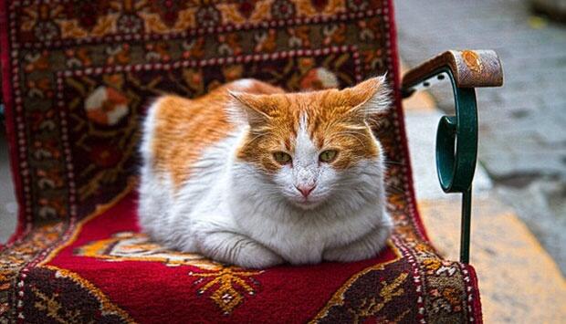 Nikmatnya Kehidupan Kucing Liar di Kota Istanbul