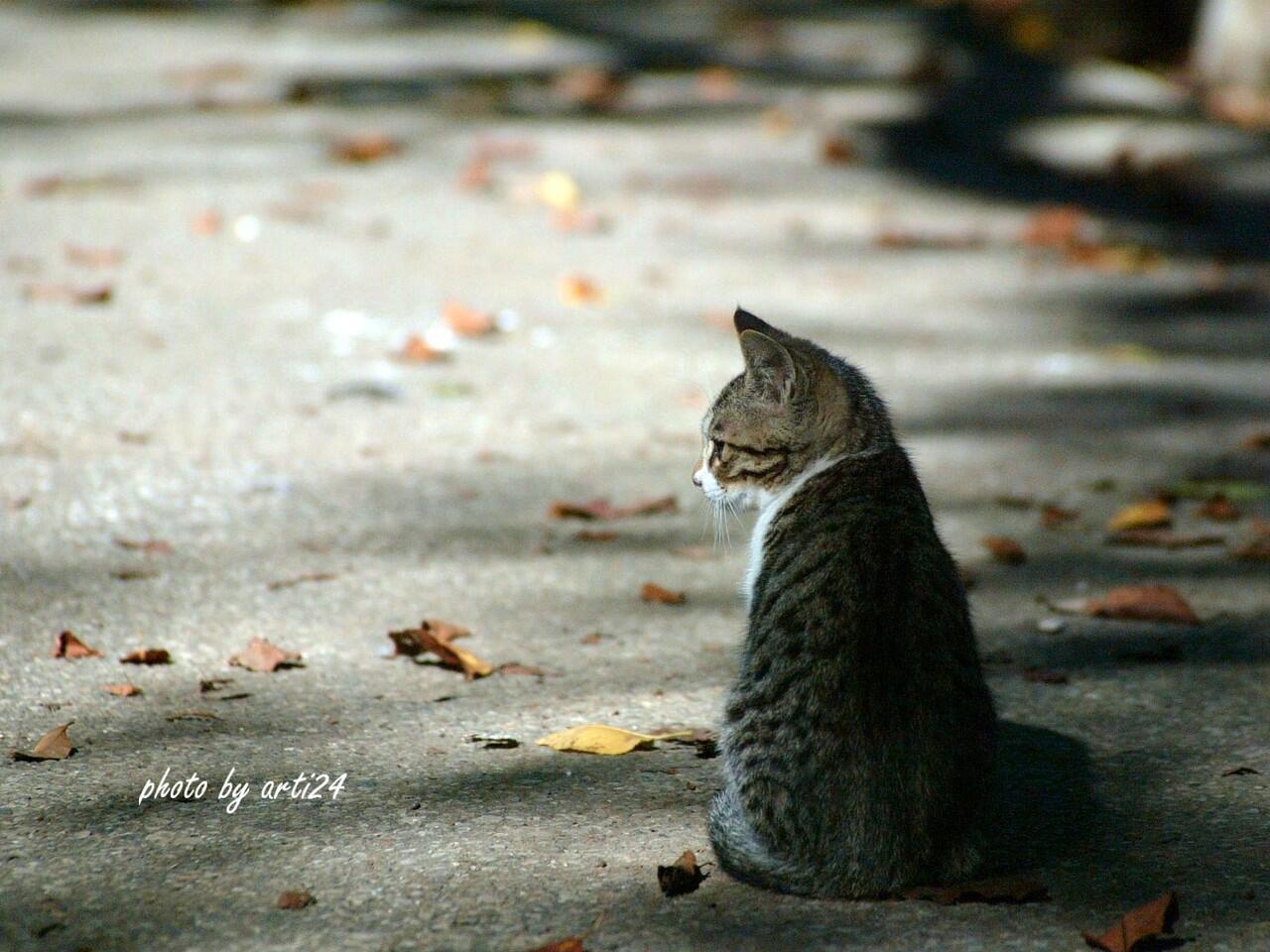 Nikmatnya Kehidupan Kucing Liar di Kota Istanbul