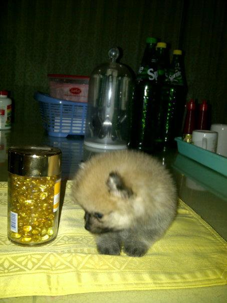 jual anjing pom,mini pom,super mini pom, golden, chiwawa, sitsu