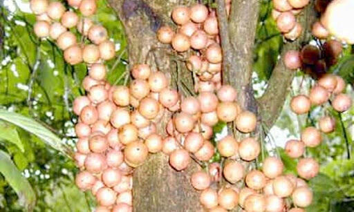 Buah2 Ini Mungkin Telah Punah, Padahal Semasa Kecil Buah2 Ini Selalu Jadi Teman 