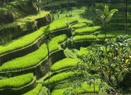 Ke Indahan Terasering Di Dunia