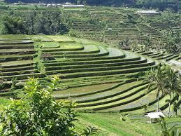 Ke Indahan Terasering Di Dunia