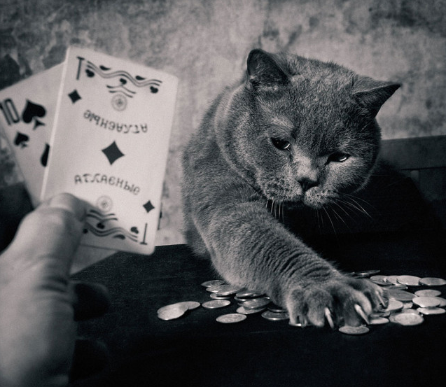 Fotografi Persahabatan Kucing dan Anak Kecil