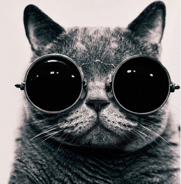 Fotografi Persahabatan Kucing dan Anak Kecil