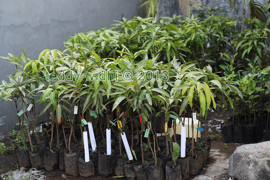 Bibit Mangga Garifta "Merah", "Orange", dan Mangga Unggul