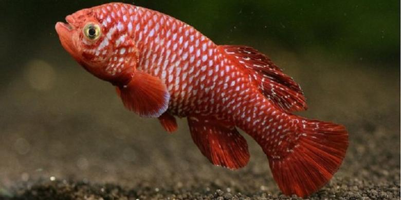Bagi Ikan Ini, Hidup Cuma Mampir Kawin
