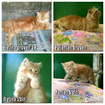 Kucing persia Murmer