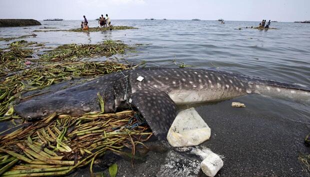Ikan Hiu Mati Terdampar di Filipina