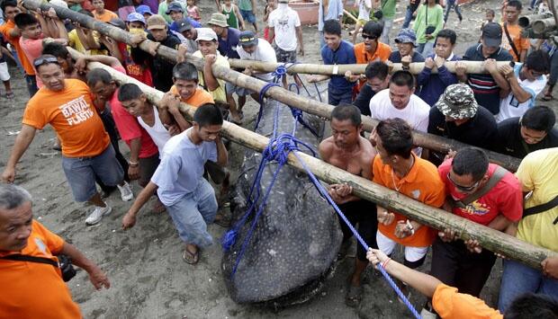 Ikan Hiu Mati Terdampar di Filipina