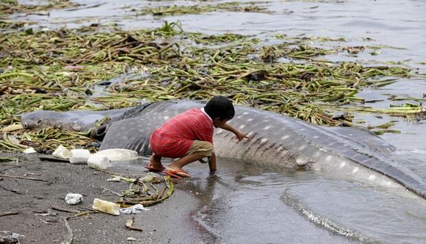 Ikan Hiu Mati Terdampar di Filipina