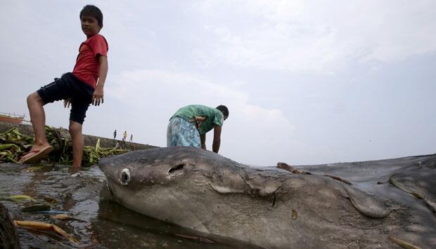 Ikan Hiu Mati Terdampar di Filipina