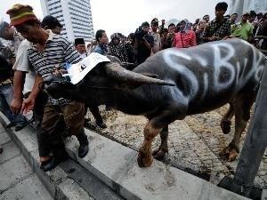 BINATANG-BINATANG POPULER DI DUNIA POLITIK INDONESIA