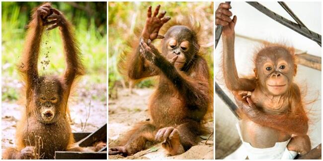 Foto Lucu Bayi Orangutan Yatim Piatu (Asli Indonesia)