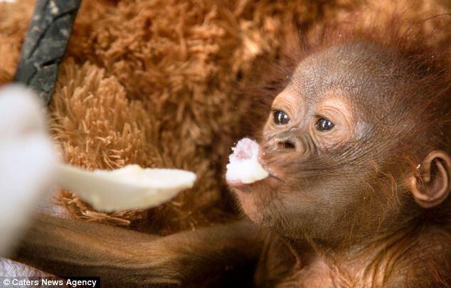 Foto Lucu Bayi Orangutan Yatim Piatu (Asli Indonesia)