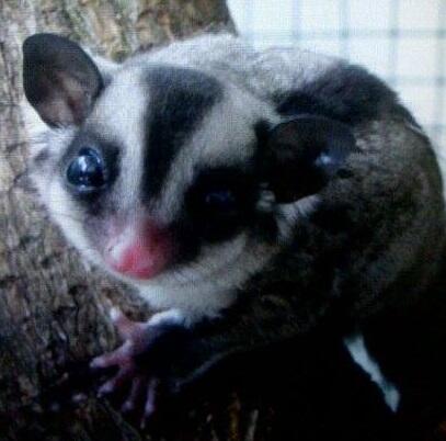 sugar glider joey umur 1 - 1,5 bulan