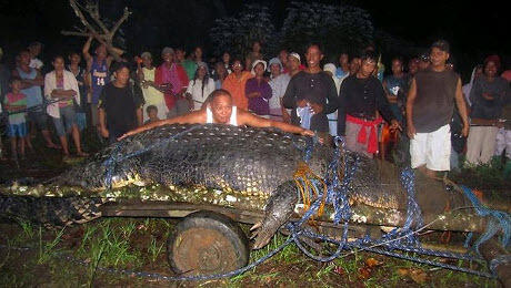 Buat yg suka BUAYA nih !! 