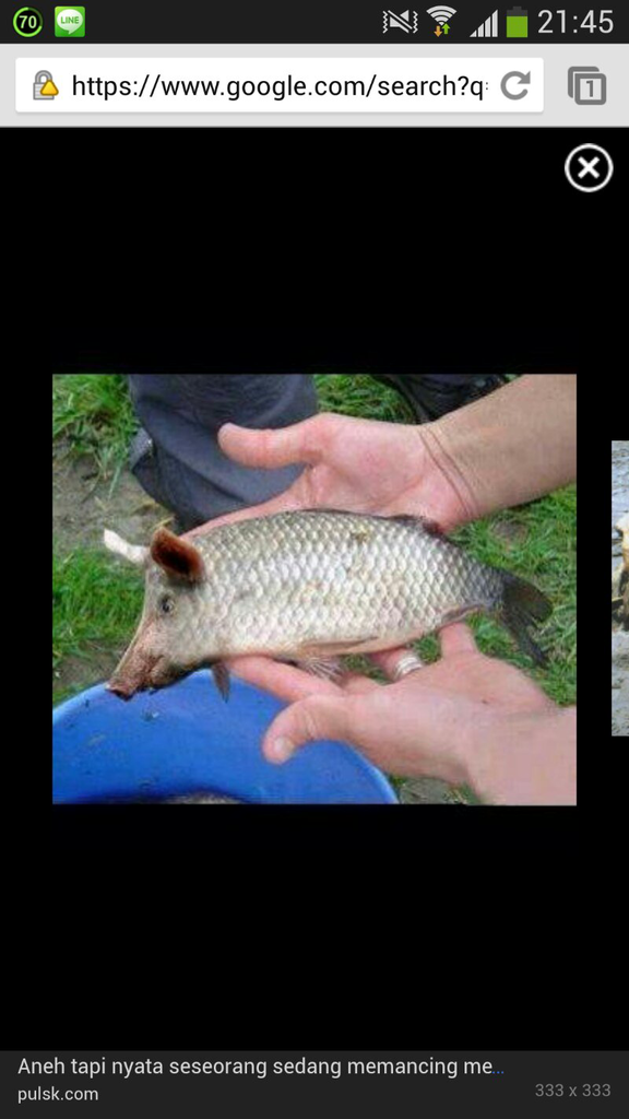 Heboh!!! ikan berkepala babi.
