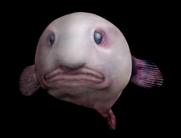 IKAN ANEH (Blobfish )