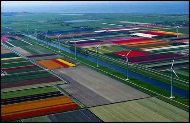 Ladang Bunga Tulip Berwarna-Warni di Belanda