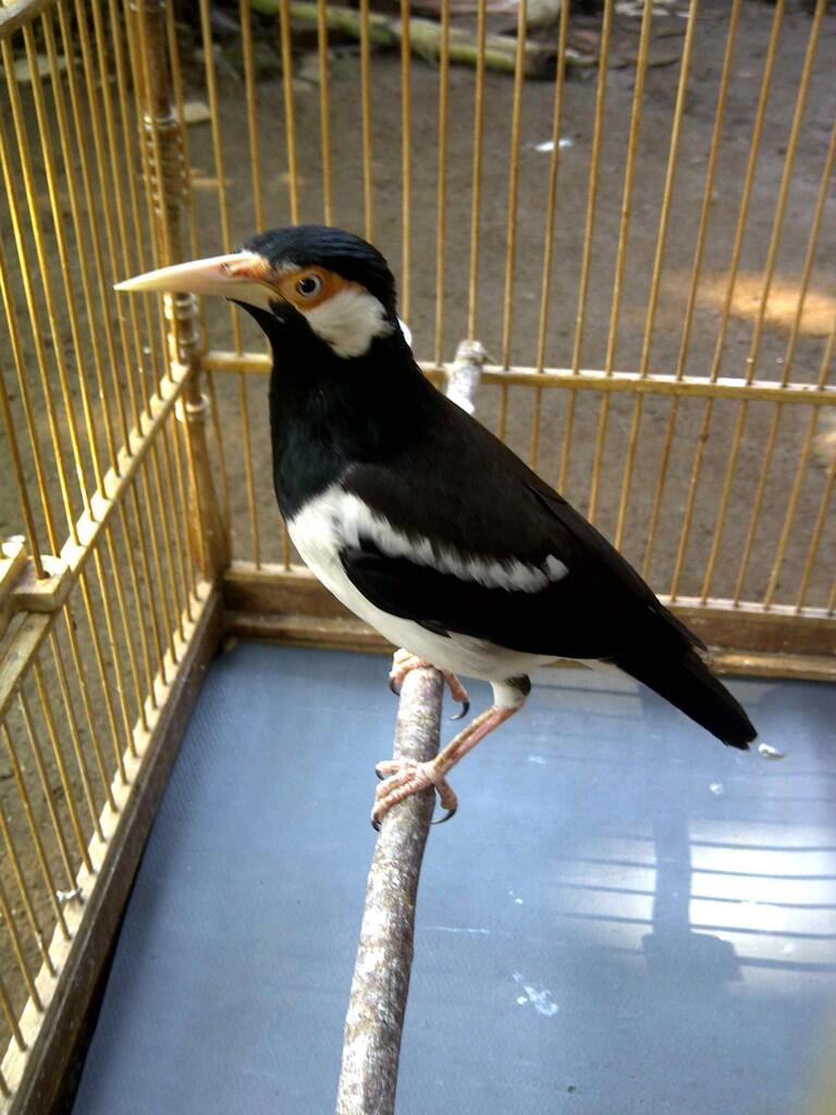 Terjual JALAK SUREN LOKAL / JAWA JINAK  KASKUS