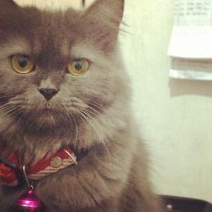 WTA kucing ane
