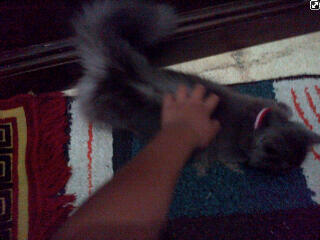 WTA kucing ane