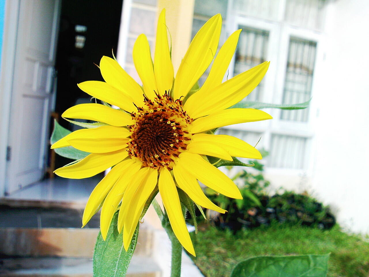 Hasil Foto Macro Kamera Ponsel Nggak Kalah Bagus Dari Kamera SLR Gan &#91;PIC++}