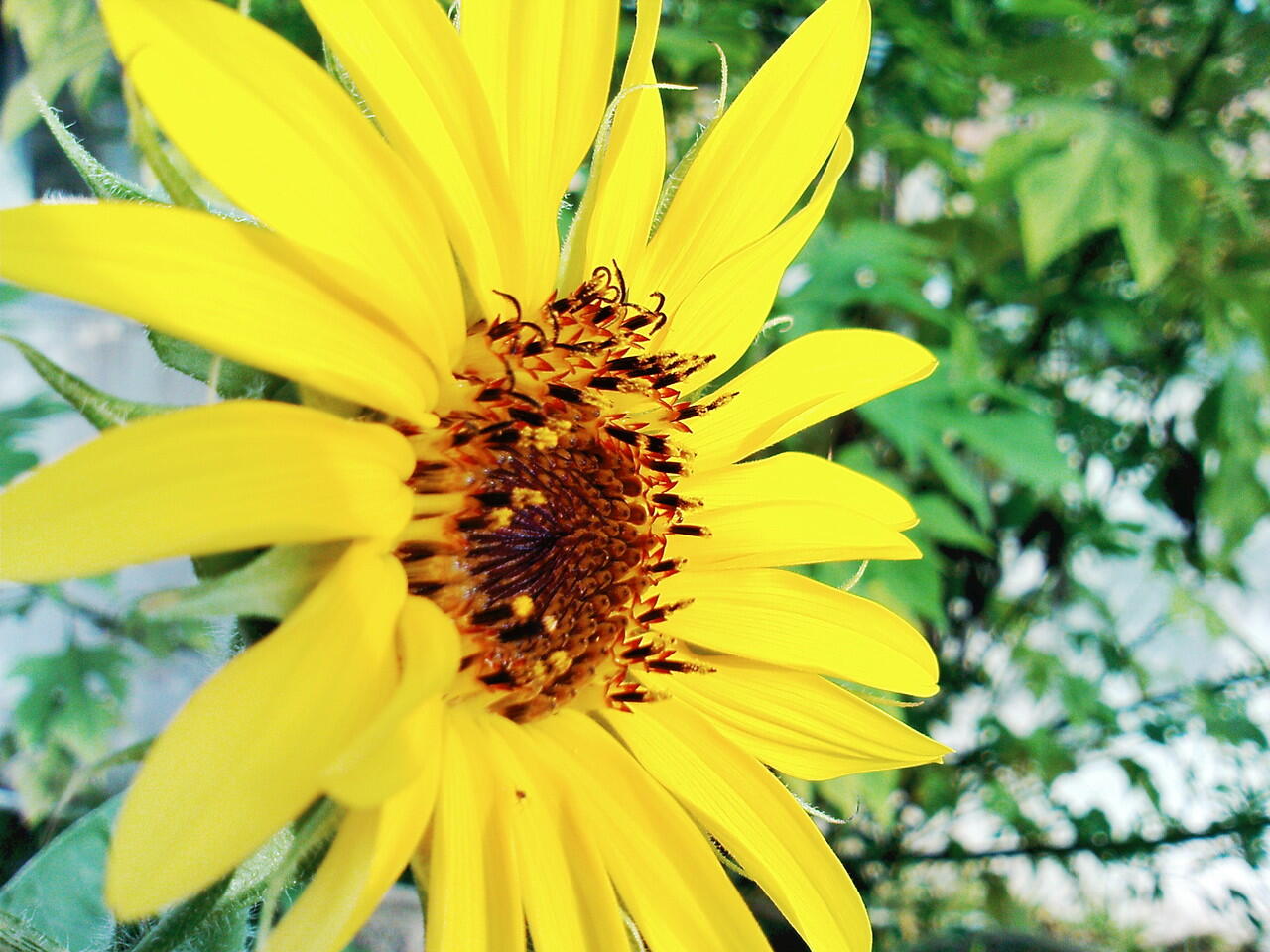 Hasil Foto Macro Kamera Ponsel Nggak Kalah Bagus Dari Kamera SLR Gan &#91;PIC++}