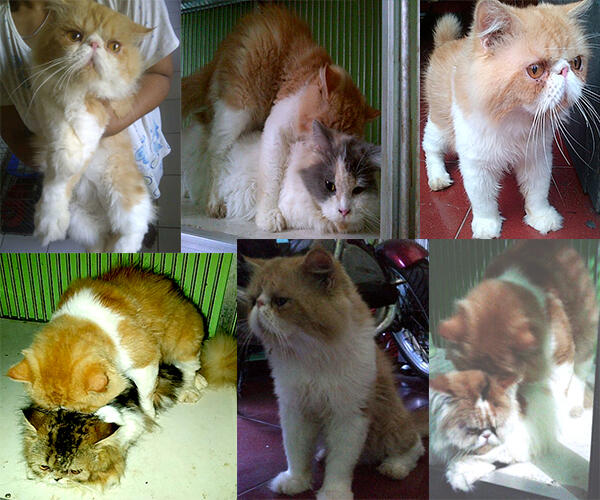 Peaknose Persia Extreem - Bekasi
