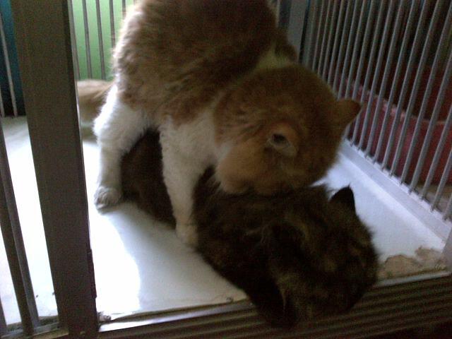 Peaknose Persia Extreem - Bekasi