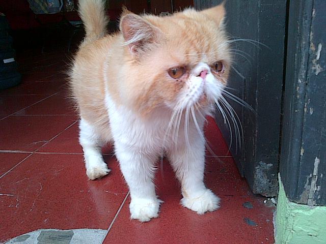 Peaknose Persia Extreem - Bekasi