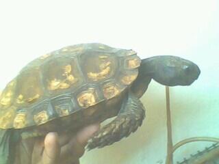 KURA EMYS Kaki Gajah Imuuut Bandung Doank
