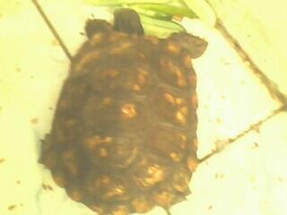 KURA EMYS Kaki Gajah Imuuut Bandung Doank
