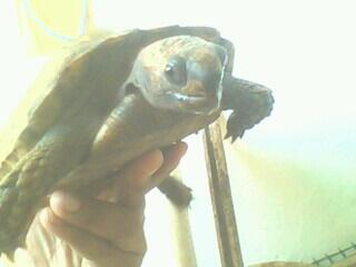 KURA EMYS Kaki Gajah Imuuut Bandung Doank