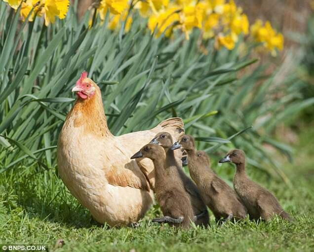 Induk ayam menetaskan anak bebek karena salah mengerami telur