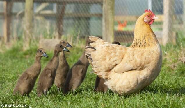 Induk ayam menetaskan anak bebek karena salah mengerami telur