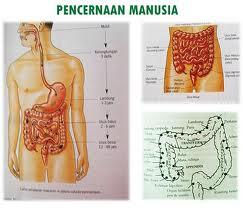 12 Manfaat Tersembunyi pada acar Mentimun