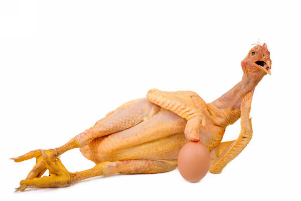 Induk ayam menetaskan anak bebek karena salah mengerami telur