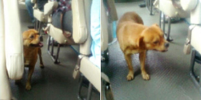 Anjing Naik Turun Bis Demi Mencari Majikan,sedih gan