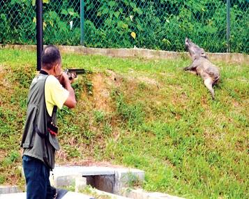 Babi Mulai merusuh saatnya berburu dan memusnahkan babi