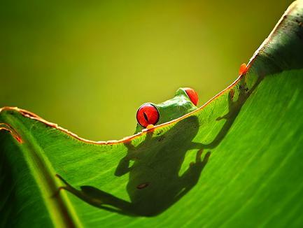 Momen Foto - Foto Katak Saat Bahagia ( Pict )
