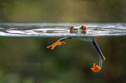 Momen Foto - Foto Katak Saat Bahagia ( Pict )