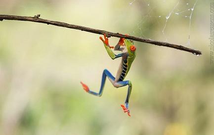 Momen Foto - Foto Katak Saat Bahagia ( Pict )