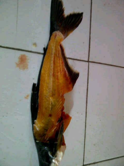 JUAL KEPALA IKAN PATIN MENTAH