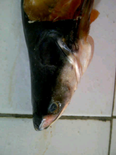 JUAL KEPALA IKAN PATIN MENTAH