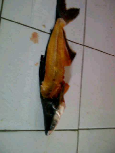 JUAL KEPALA IKAN PATIN MENTAH